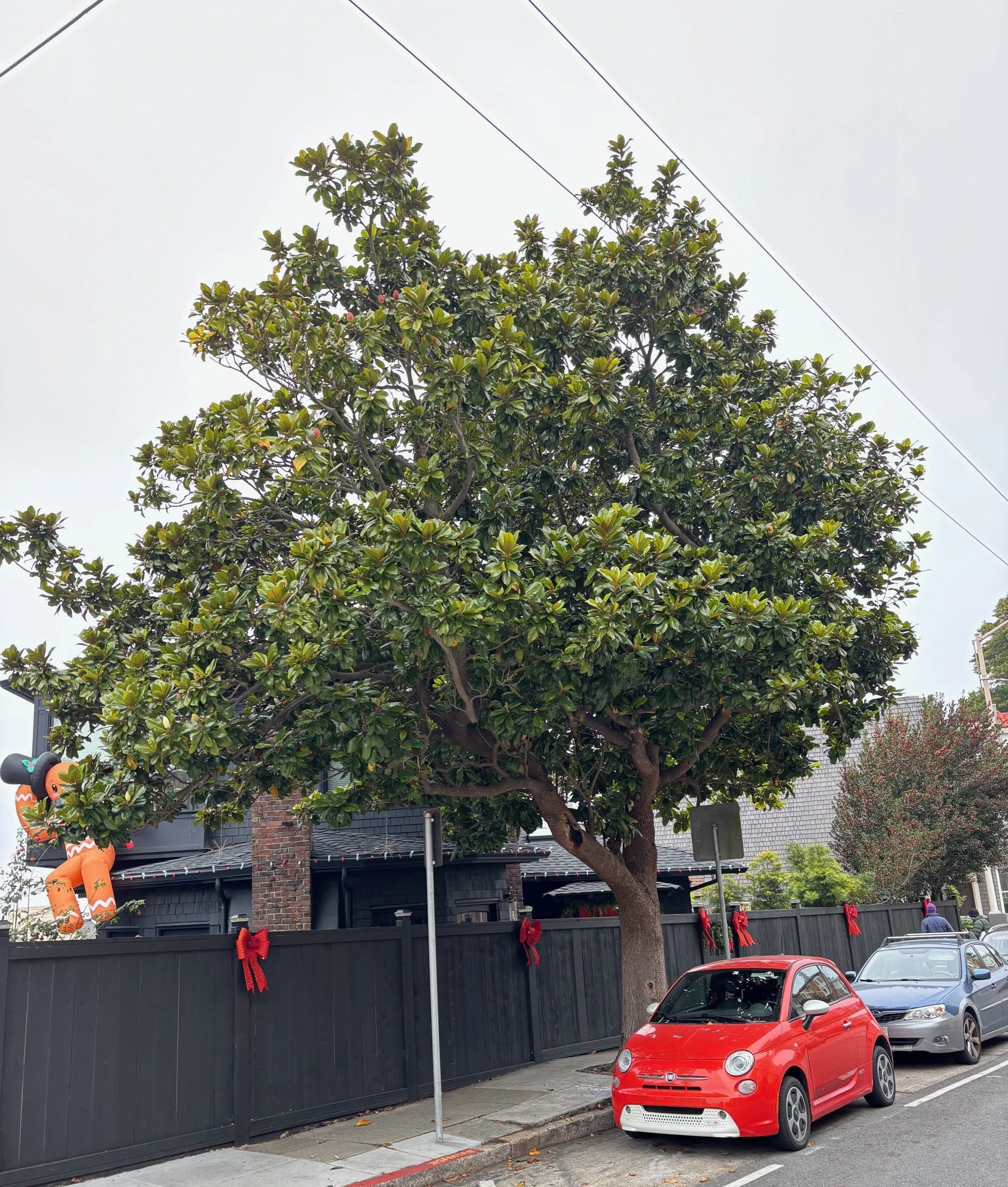 San Francisco Trees